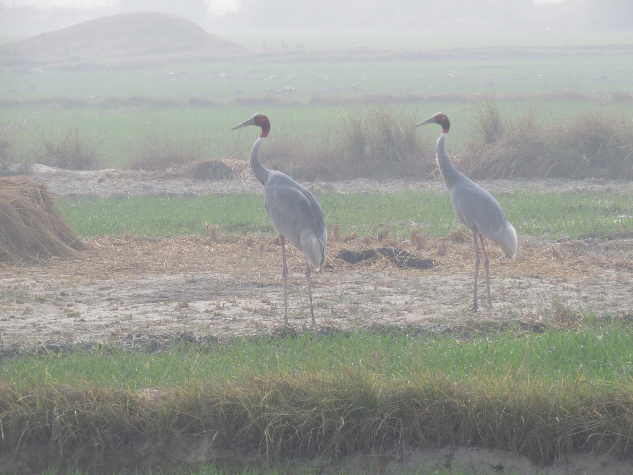 A pair of Sarus Crane at Saman Bird Sanctuary